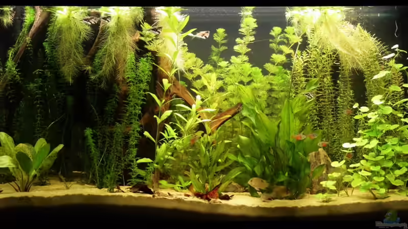 Aquarium Hauptansicht von Südamerika Becken Aquarium Hauptansicht von Südamerika Becken