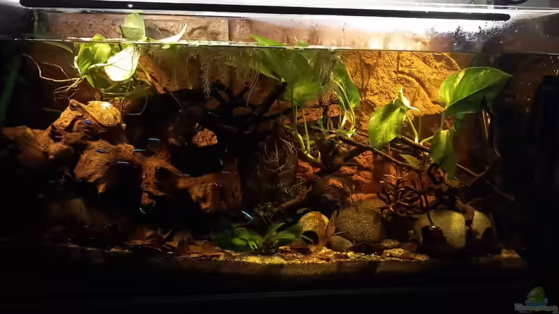 Aquarium Hauptansicht von Südamerika-Flusslauf Aquarium Hauptansicht von Südamerika-Flusslauf