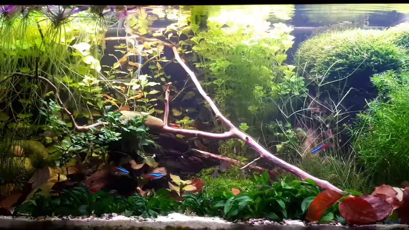 Aquarium Hauptansicht von Südamerika Gesellschaft Aquarium Hauptansicht von Südamerika Gesellschaft