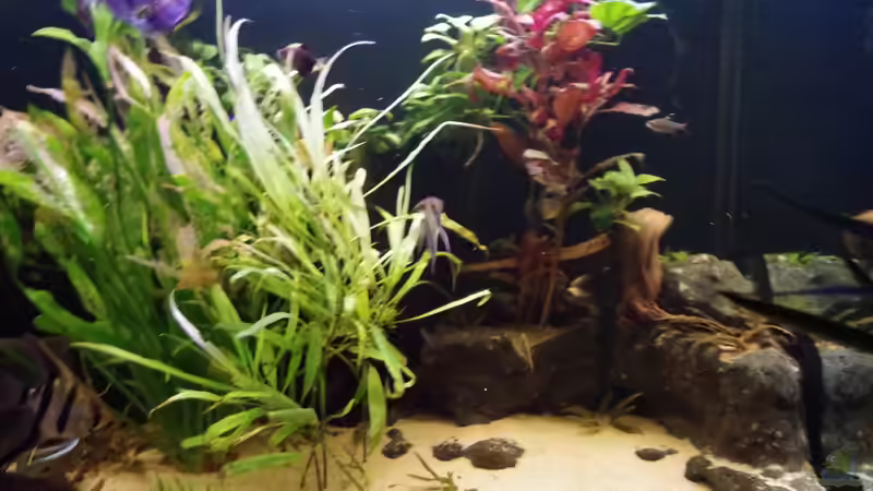 Aquarium Hauptansicht von Südamerika Gesellschaftsbecken 31372 Aquarium Hauptansicht von Südamerika Gesellschaftsbecken 31372