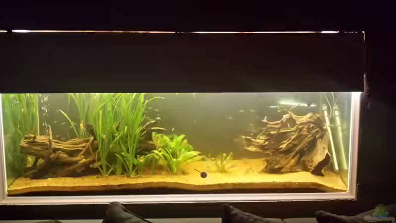 Aquarium Hauptansicht von Südamerika Gesellschaftsbecken Aquarium Hauptansicht von Südamerika Gesellschaftsbecken