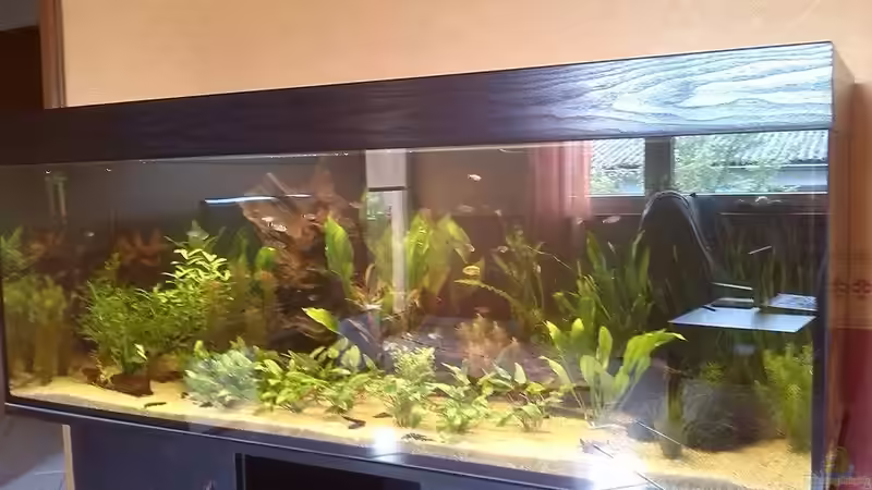 Aquarium Hauptansicht von Südamerika im Westerwald (nur noch Beispiel) Aquarium Hauptansicht von Südamerika im Westerwald (nur noch Beispiel)