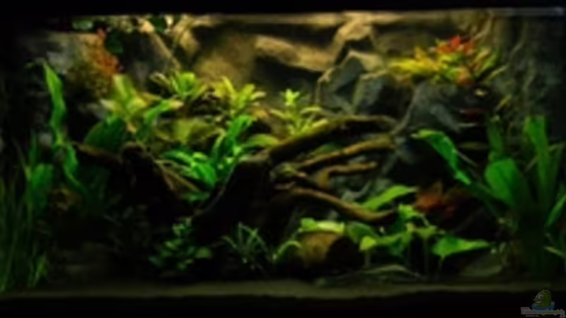 Aquarium Hauptansicht von Südamerika No3 Nur noch als Beispiel Aquarium Hauptansicht von Südamerika No3 Nur noch als Beispiel