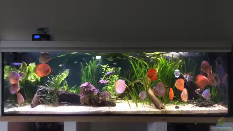 Aquarium Hauptansicht von Südamerika Paradies Aquarium Hauptansicht von Südamerika Paradies