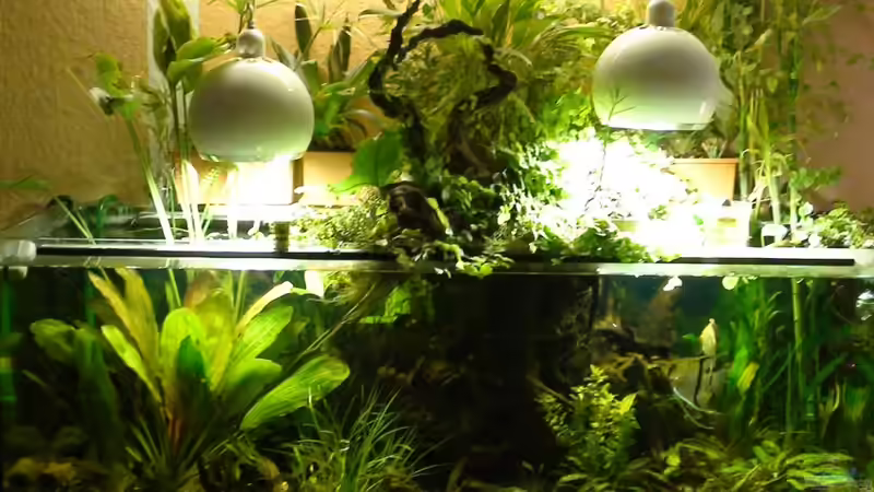 Aquarium Hauptansicht von Südamerika-WG Aquarium Hauptansicht von Südamerika-WG