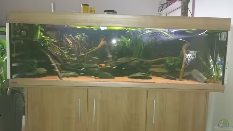 Aquarium Hauptansicht von Südamerika Zebra Gesellschaftsbeken Aquarium Hauptansicht von Südamerika Zebra Gesellschaftsbeken