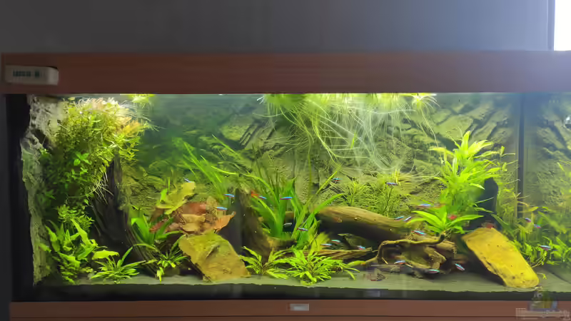 Aquarium Hauptansicht von Südamerika Aquarium Hauptansicht von Südamerika