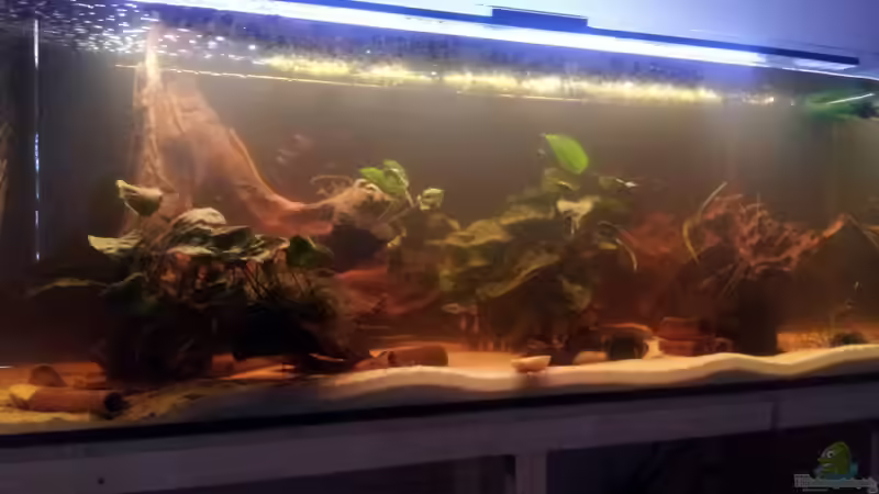 Aquarium Hauptansicht von Südamerika Aquarium Hauptansicht von Südamerika