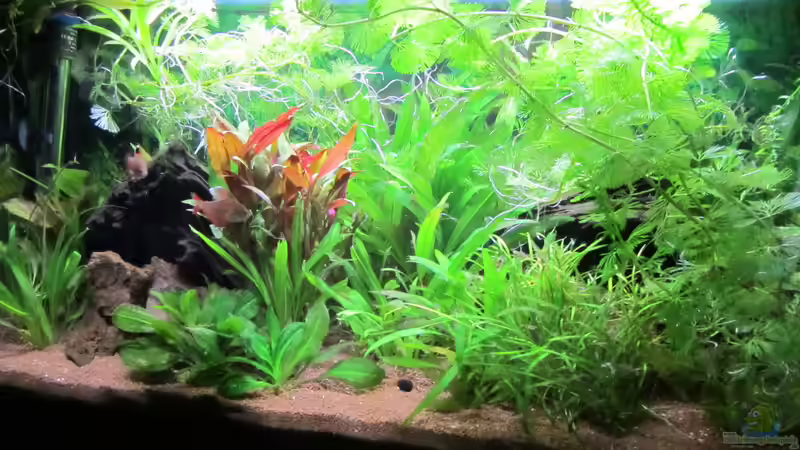 Aquarium Hauptansicht von Südamerika Aquarium Hauptansicht von Südamerika