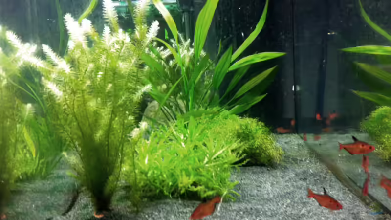 Aquarium Hauptansicht von Südamerika Aquarium Hauptansicht von Südamerika