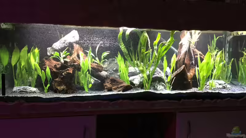 Aquarium Hauptansicht von Südamerika Aquarium Hauptansicht von Südamerika