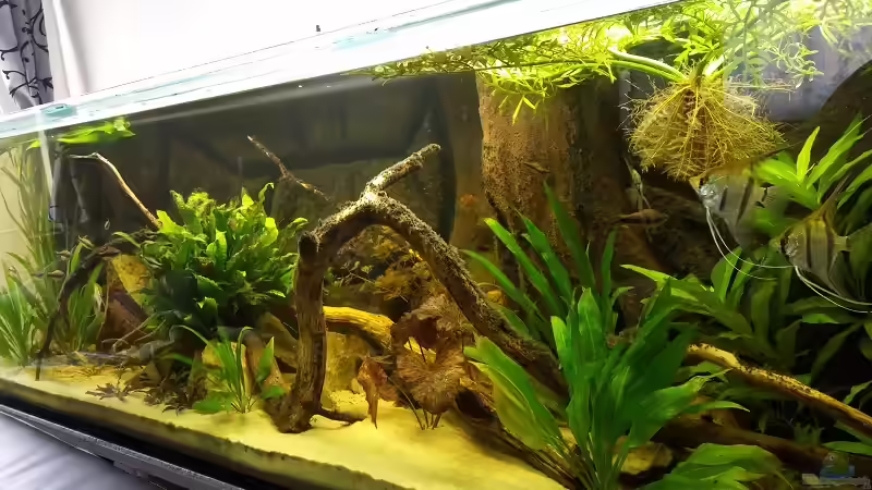 Aquarium Hauptansicht von Südamerika Aquarium Hauptansicht von Südamerika