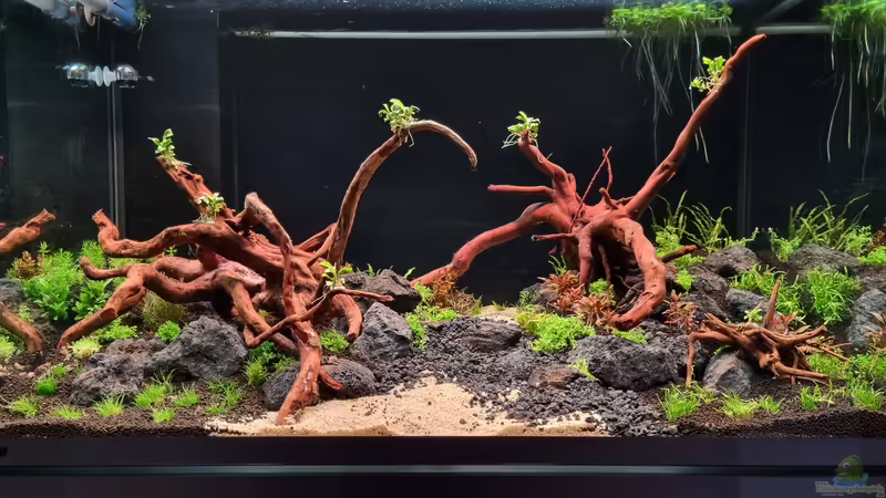 Aquarium Hauptansicht von Südamerika Aquarium Hauptansicht von Südamerika