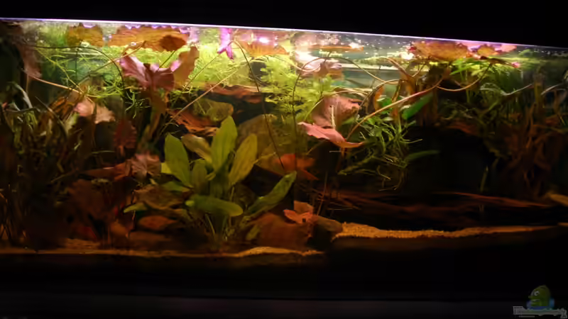 Aquarium Hauptansicht von Südamerikabecken Aquarium Hauptansicht von Südamerikabecken