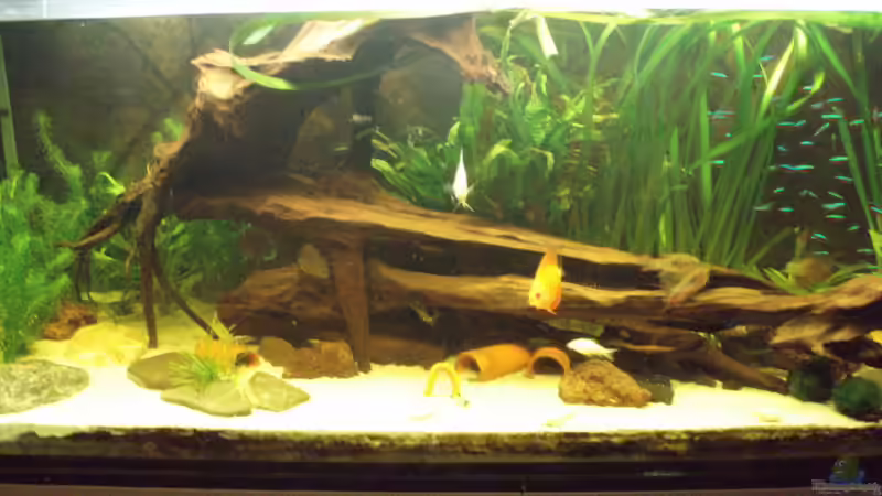 Aquarium Hauptansicht von Südamerikanische Unterwasserwelten Aquarium Hauptansicht von Südamerikanische Unterwasserwelten