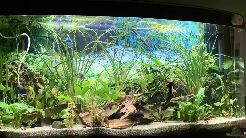 Aquarium Hauptansicht von Südamerikanisches Gesellschaftsbecken Aquarium Hauptansicht von Südamerikanisches Gesellschaftsbecken