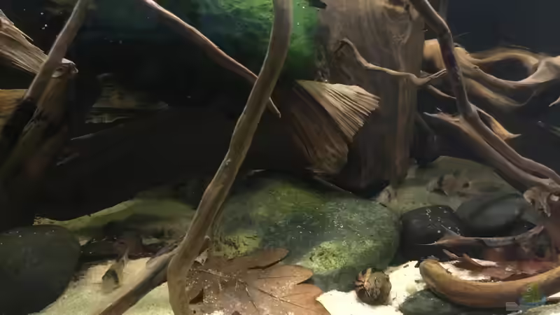 Aquarium Hauptansicht von Südamerikapfütze 3.0 Aquarium Hauptansicht von Südamerikapfütze 3.0