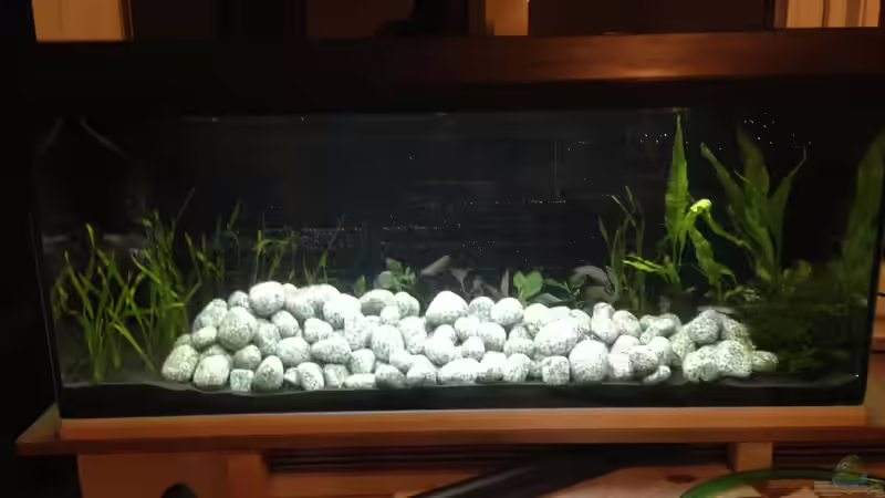 Aquarium Hauptansicht von Südostasien-Bachbecken Aquarium Hauptansicht von Südostasien-Bachbecken