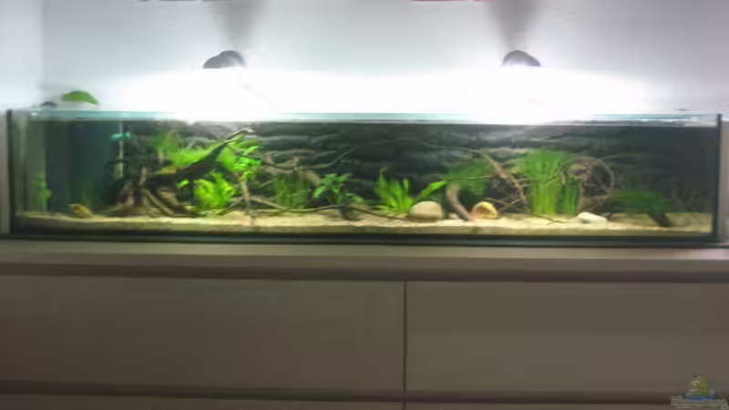 Aquarium Hauptansicht von SüdOstAsien (Indien) 105L (nur noch Beispiel) Aquarium Hauptansicht von SüdOstAsien (Indien) 105L (nur noch Beispiel)