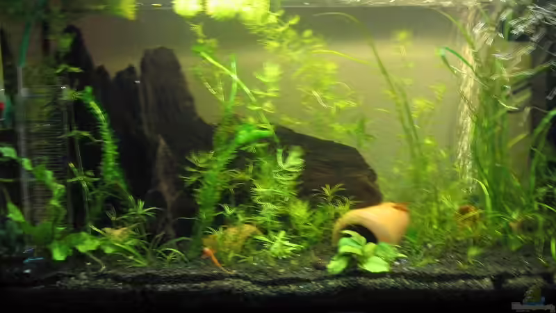 Aquarium Hauptansicht von Süßwassergesellschaftsbecken Aquarium Hauptansicht von Süßwassergesellschaftsbecken