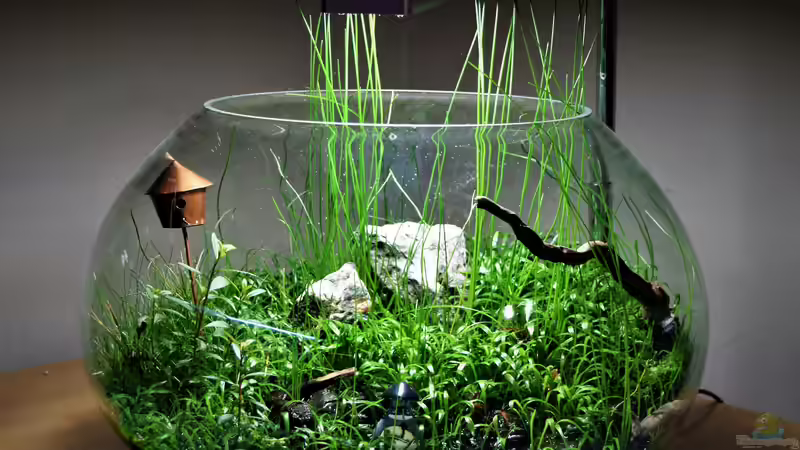 Aquarium Hauptansicht von Super Bowl Aquarium Hauptansicht von Super Bowl