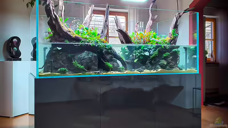 Aquarium Hauptansicht von Swamp spirit Aquarium Hauptansicht von Swamp spirit