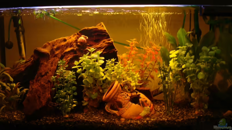 Aquarium Hauptansicht von Take a minute Aquarium Hauptansicht von Take a minute