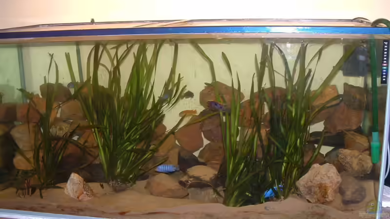 Aquarium Hauptansicht von Tanganjika - es war einmal... Aquarium Hauptansicht von Tanganjika - es war einmal...