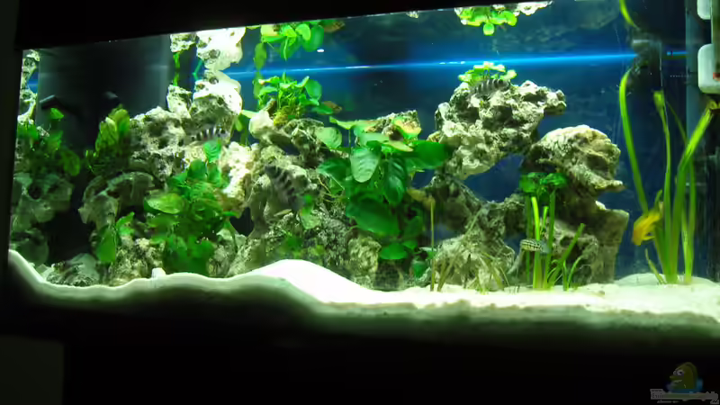 Aquarium Hauptansicht von Tanganjika 200L Aquarium Hauptansicht von Tanganjika 200L