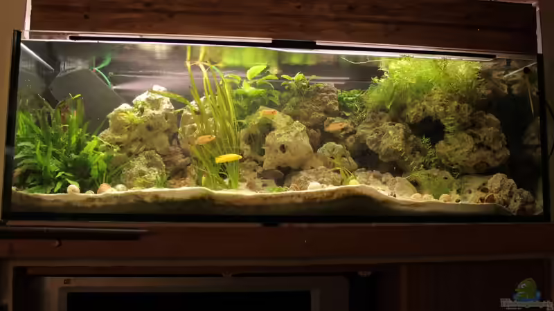 Aquarium Hauptansicht von Tanganjika 375l - Nur noch als Beispiel Aquarium Hauptansicht von Tanganjika 375l - Nur noch als Beispiel