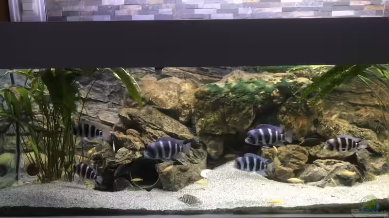 Aquarium Hauptansicht von Tanganjika Aquarium Aquarium Hauptansicht von Tanganjika Aquarium