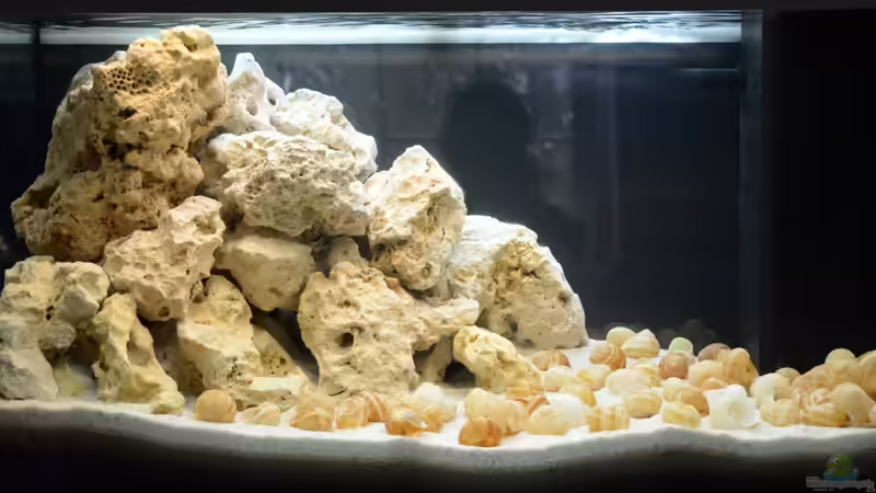 Aquarium Hauptansicht von Tanganjika Becken Aquarium Hauptansicht von Tanganjika Becken