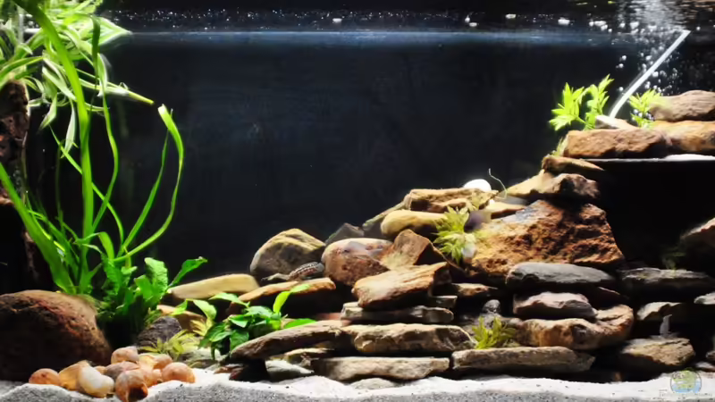 Aquarium Hauptansicht von Tanganjika Becken Aquarium Hauptansicht von Tanganjika Becken