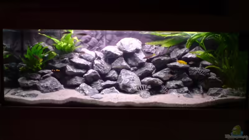 Aquarium Hauptansicht von Tanganjika-Gesellschaft Aquarium Hauptansicht von Tanganjika-Gesellschaft