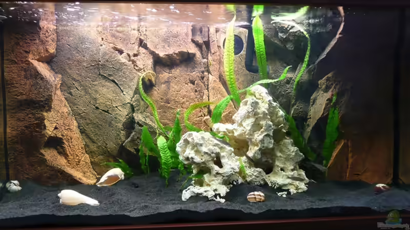 Aquarium Hauptansicht von Tanganjika Gesellschaftsbecken Aquarium Hauptansicht von Tanganjika Gesellschaftsbecken