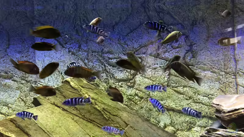 Aquarium Hauptansicht von Tanganjika/Malawi Mix Aquarium Hauptansicht von Tanganjika/Malawi Mix