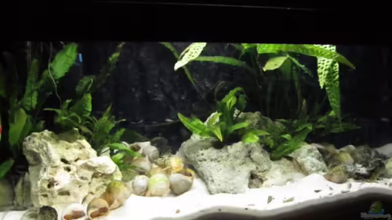 Aquarium Hauptansicht von Tanganjika-Minibecken Aquarium Hauptansicht von Tanganjika-Minibecken