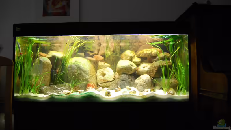 Aquarium Hauptansicht von Tanganjika mit Isar Kieseln Aquarium Hauptansicht von Tanganjika mit Isar Kieseln