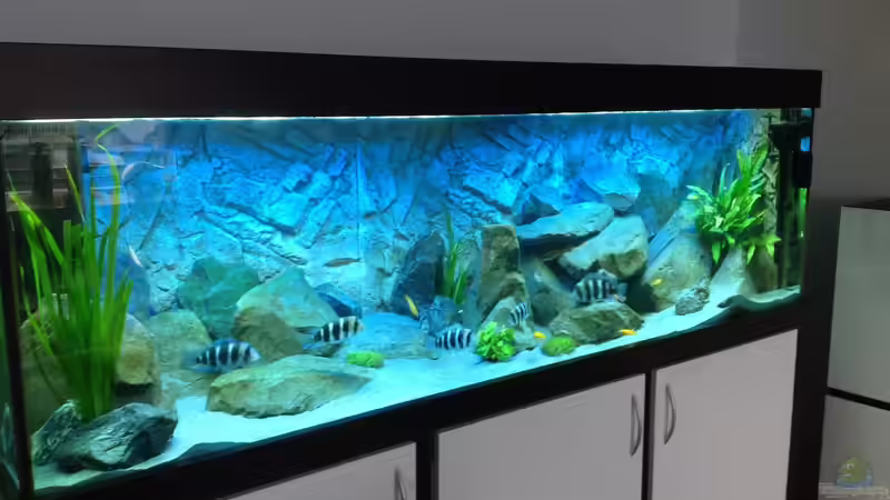 Aquarium Hauptansicht von Tanganjika Tümpel in NRW Aquarium Hauptansicht von Tanganjika Tümpel in NRW