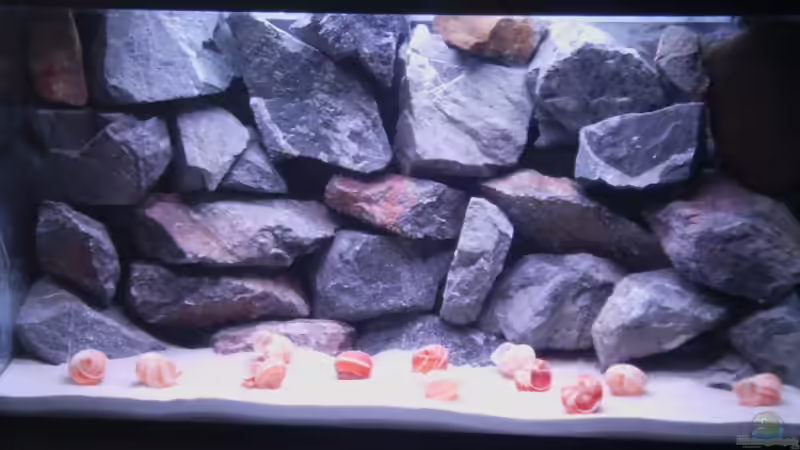 Aquarium Hauptansicht von Tanganjikabecken Aquarium Hauptansicht von Tanganjikabecken