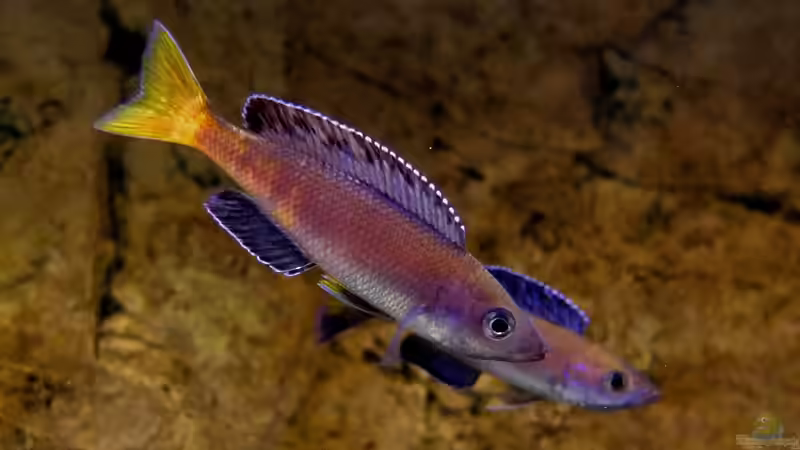 Aquarium Hauptansicht von Tanganjikatümpel 2.0 Aquarium Hauptansicht von Tanganjikatümpel 2.0