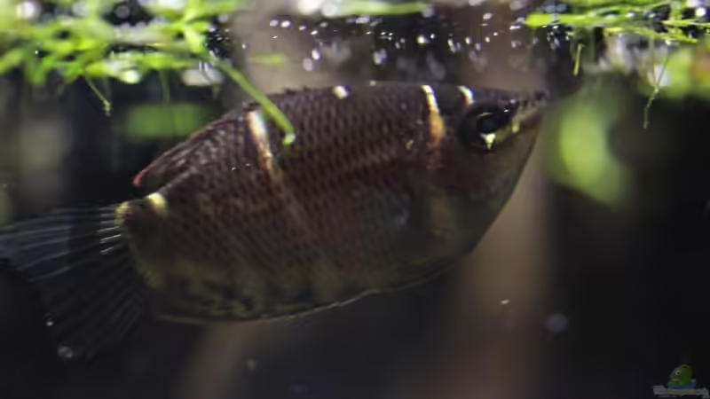 Aquarium Hauptansicht von tercera conca Aquarium Hauptansicht von tercera conca