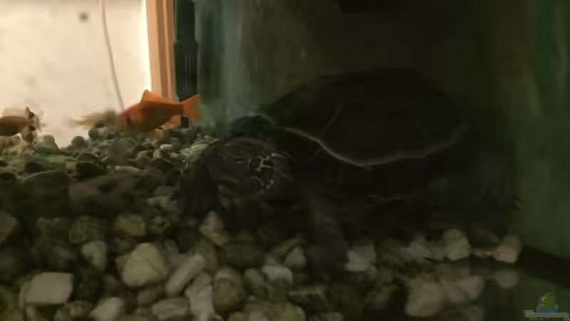 Aquarium Hauptansicht von Terrarium 34074 Aquarium Hauptansicht von Terrarium 34074