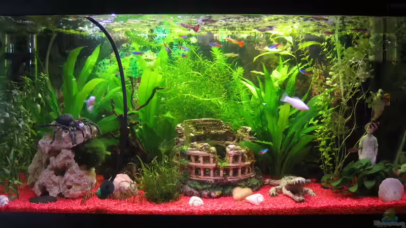 Aquarium Hauptansicht von The 1st one! Aquarium Hauptansicht von The 1st one!