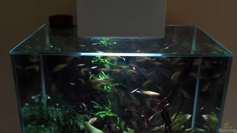 Aquarium Hauptansicht von The Big Edge Aquarium Hauptansicht von The Big Edge