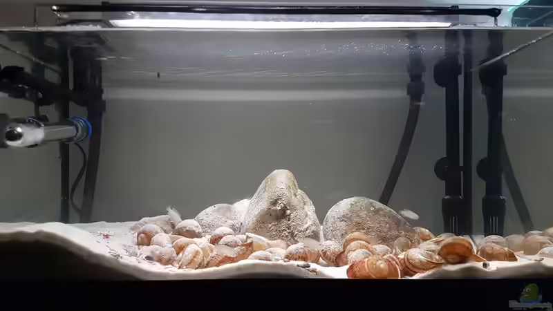 Aquarium Hauptansicht von The dwarven kingdom Aquarium Hauptansicht von The dwarven kingdom