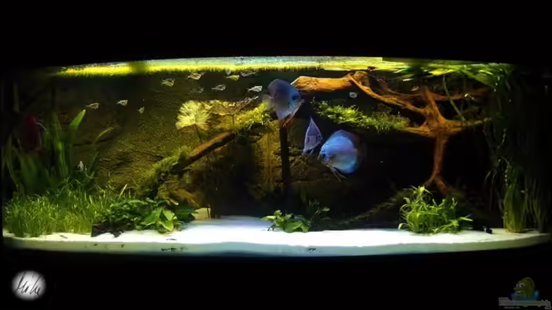 Aquarium Hauptansicht von The Lago Azul Obsolete Aquarium Hauptansicht von The Lago Azul Obsolete