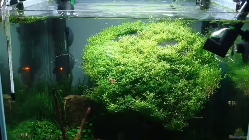 Aquarium Hauptansicht von the next tree Aquarium Hauptansicht von the next tree