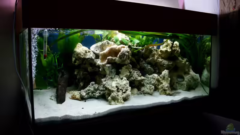 Aquarium Hauptansicht von The Wall Aquarium Hauptansicht von The Wall