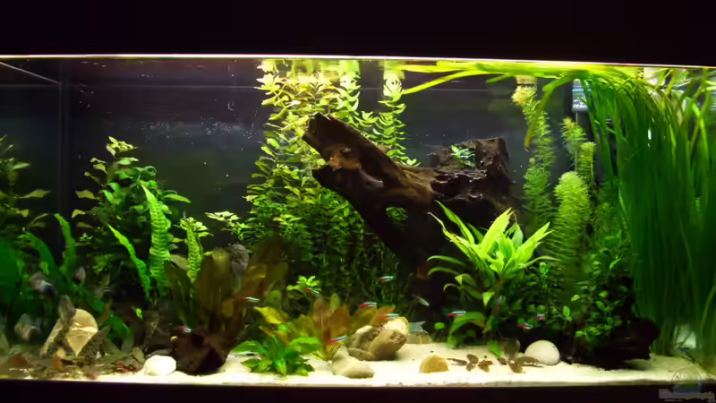 Aquarium Hauptansicht von Tierheim Aquarium Hauptansicht von Tierheim